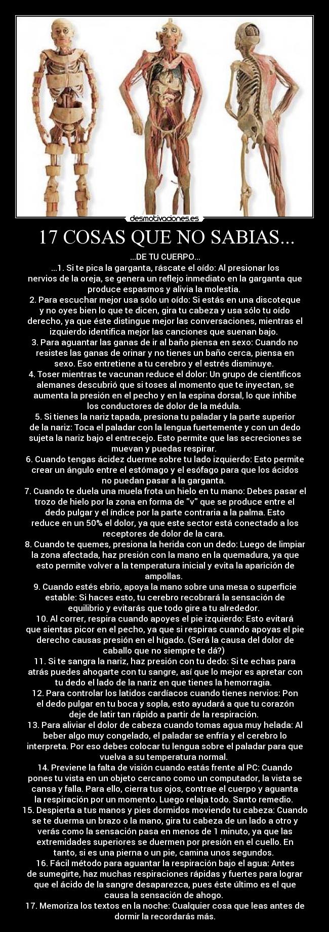 17 COSAS QUE NO SABIAS... - ...DE TU CUERPO...
...1. Si te pica la garganta, ráscate el oído: Al presionar los
nervios de la oreja, se genera un reflejo inmediato en la garganta que
produce espasmos y alivia la molestia.
2. Para escuchar mejor usa sólo un oído: Si estás en una discoteque
y no oyes bien lo que te dicen, gira tu cabeza y usa sólo tu oído
derecho, ya que éste distingue mejor las conversaciones, mientras el
izquierdo identifica mejor las canciones que suenan bajo.
3. Para aguantar las ganas de ir al baño piensa en sexo: Cuando no
resistes las ganas de orinar y no tienes un baño cerca, piensa en
sexo. Eso entretiene a tu cerebro y el estrés disminuye.
4. Toser mientras te vacunan reduce el dolor: Un grupo de científicos
alemanes descubrió que si toses al momento que te inyectan, se
aumenta la presión en el pecho y en la espina dorsal, lo que inhibe
los conductores de dolor de la médula.
5. Si tienes la nariz tapada, presiona tu paladar y la parte superior
de la nariz: Toca el paladar con la lengua fuertemente y con un dedo
sujeta la nariz bajo el entrecejo. Esto permite que las secreciones se
muevan y puedas respirar.
6. Cuando tengas ácidez duerme sobre tu lado izquierdo: Esto permite
crear un ángulo entre el estómago y el esófago para que los ácidos
no puedan pasar a la garganta.
7. Cuando te duela una muela frota un hielo en tu mano: Debes pasar el
trozo de hielo por la zona en forma de v que se produce entre el
dedo pulgar y el índice por la parte contraria a la palma. Esto
reduce en un 50% el dolor, ya que este sector está conectado a los
receptores de dolor de la cara.
8. Cuando te quemes, presiona la herida con un dedo: Luego de limpiar
la zona afectada, haz presión con la mano en la quemadura, ya que
esto permite volver a la temperatura inicial y evita la aparición de
ampollas.
9. Cuando estés ebrio, apoya la mano sobre una mesa o superficie
estable: Si haces esto, tu cerebro recobrará la sensación de
equilibrio y evitarás que todo gire a tu alrededor.
10. Al correr, respira cuando apoyes el pie izquierdo: Esto evitará
que sientas picor en el pecho, ya que si respiras cuando apoyas el pie
derecho causas presión en el hígado. (Será la causa del dolor de
caballo que no siempre te dá?)
11. Si te sangra la nariz, haz presión con tu dedo: Si te echas para
atrás puedes ahogarte con tu sangre, así que lo mejor es apretar con
tu dedo el lado de la nariz en que tienes la hemorragia.
12. Para controlar los latidos cardíacos cuando tienes nervios: Pon
el dedo pulgar en tu boca y sopla, esto ayudará a que tu corazón
deje de latir tan rápido a partir de la respiración.
13. Para aliviar el dolor de cabeza cuando tomas agua muy helada: Al
beber algo muy congelado, el paladar se enfría y el cerebro lo
interpreta. Por eso debes colocar tu lengua sobre el paladar para que
vuelva a su temperatura normal.
14. Previene la falta de visión cuando estás frente al PC: Cuando
pones tu vista en un objeto cercano como un computador, la vista se
cansa y falla. Para ello, cierra tus ojos, contrae el cuerpo y aguanta
la respiración por un momento. Luego relaja todo. Santo remedio.
15. Despierta a tus manos y pies dormidos moviendo tu cabeza: Cuando
se te duerma un brazo o la mano, gira tu cabeza de un lado a otro y
verás como la sensación pasa en menos de 1 minuto, ya que las
extremidades superiores se duermen por presión en el cuello. En
tanto, si es una pierna o un pie, camina unos segundos.
16. Fácil método para aguantar la respiración bajo el agua: Antes
de sumegirte, haz muchas respiraciones rápidas y fuertes para lograr
que el ácido de la sangre desaparezca, pues éste último es el que
causa la sensación de ahogo.
17. Memoriza los textos en la noche: Cualquier cosa que leas antes de
dormir la recordarás más.