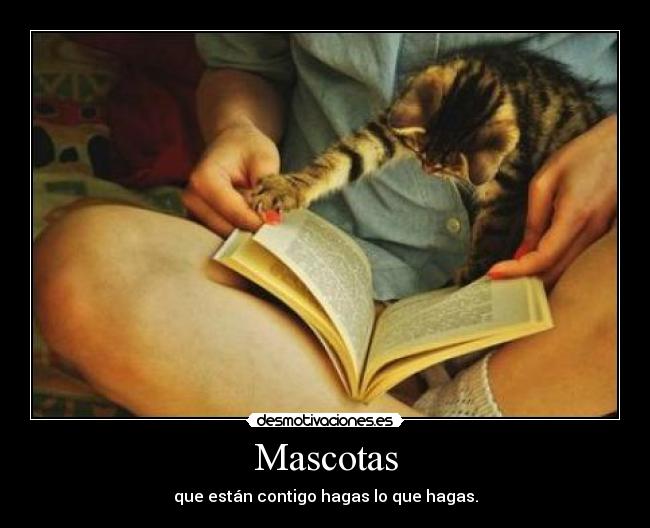 Mascotas - 