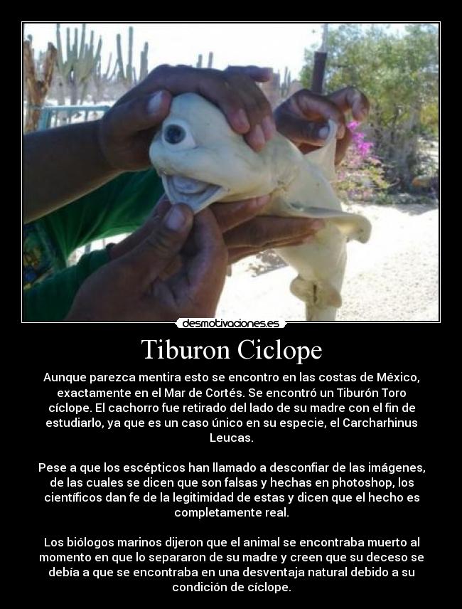 Tiburon Ciclope - Aunque parezca mentira esto se encontro en las costas de México,
exactamente en el Mar de Cortés. Se encontró un Tiburón Toro
cíclope. El cachorro fue retirado del lado de su madre con el fin de
estudiarlo, ya que es un caso único en su especie, el Carcharhinus
Leucas.
Pese a que los escépticos han llamado a desconfiar de las imágenes,
de las cuales se dicen que son falsas y hechas en photoshop, los
científicos dan fe de la legitimidad de estas y dicen que el hecho es
completamente real.
Los biólogos marinos dijeron que el animal se encontraba muerto al
momento en que lo separaron de su madre y creen que su deceso se
debía a que se encontraba en una desventaja natural debido a su
condición de cíclope.