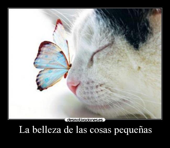 La belleza de las cosas pequeñas - 