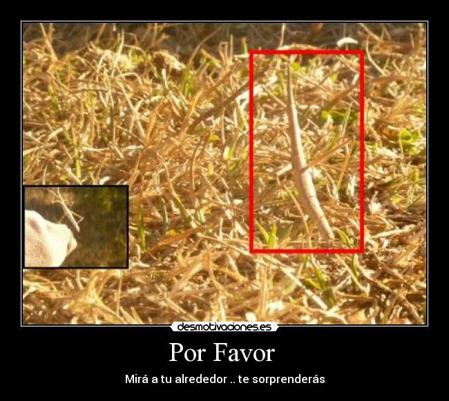 Por Favor  - 