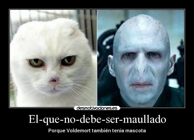 El-que-no-debe-ser-maullado -