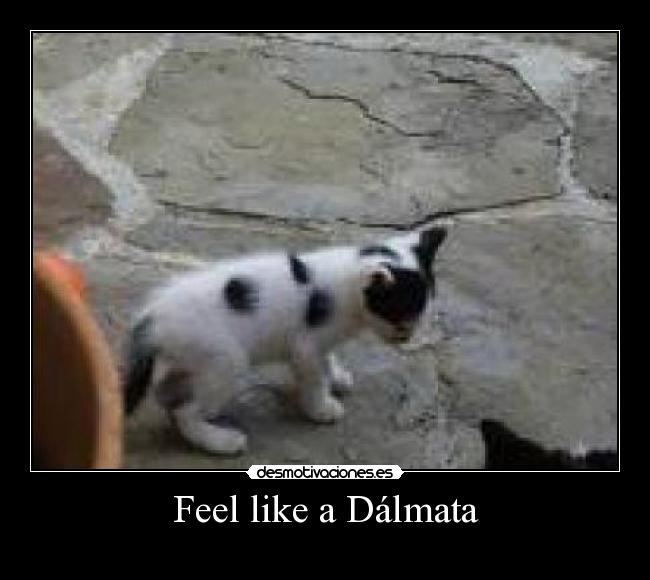 Feel like a Dálmata - 