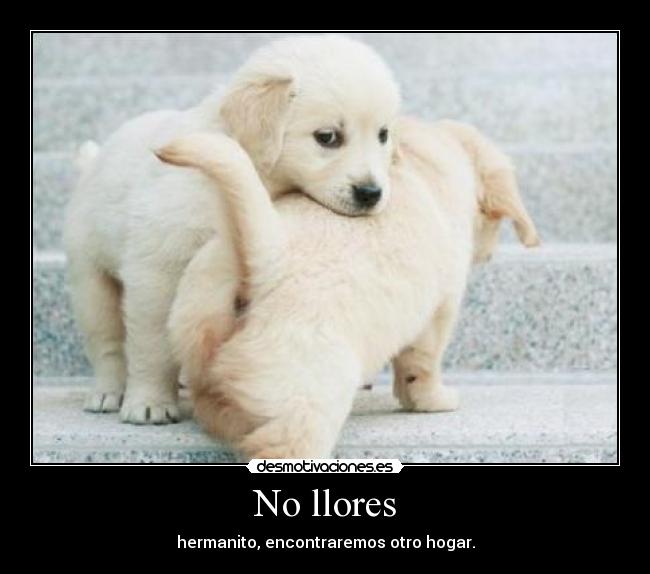 No llores - hermanito, encontraremos otro hogar.