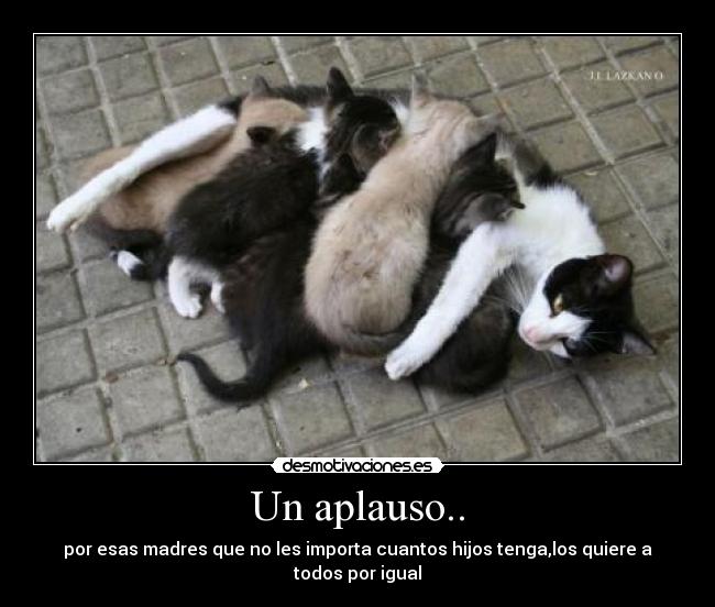 carteles gata desmotivaciones