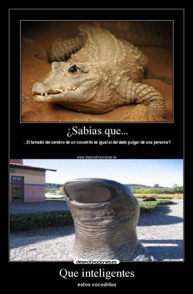 Que inteligentes -
