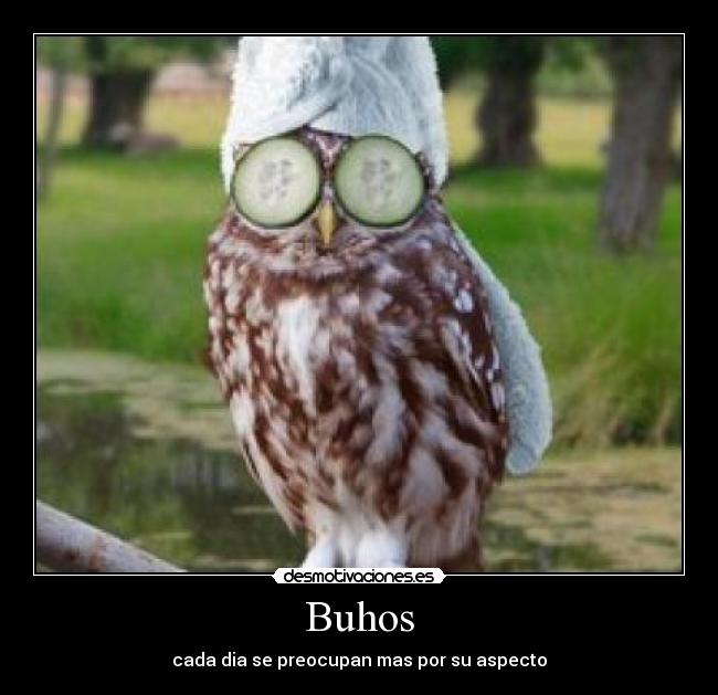 Buhos - cada dia se preocupan mas por su aspecto