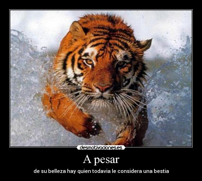 A pesar - de su belleza hay quien todavia le considera una bestia