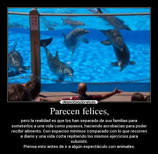 Parecen felices, - pero la realidad es que los han separado de sus familias para
someterlos a una vida como payasos, haciendo acrobacias para poder
recibir alimento. Con espacios mínimos comparado con lo que recorren
a diario y una vida corta repitiendo los mismos ejercicios para
subsistir.
Piensa esto antes de ir a algún espectáculo con animales.