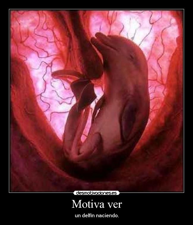 Motiva ver - un delfín naciendo.