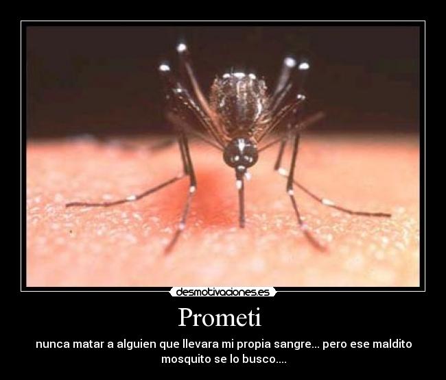 Prometi  - nunca matar a alguien que llevara mi propia sangre... pero ese maldito
mosquito se lo busco....