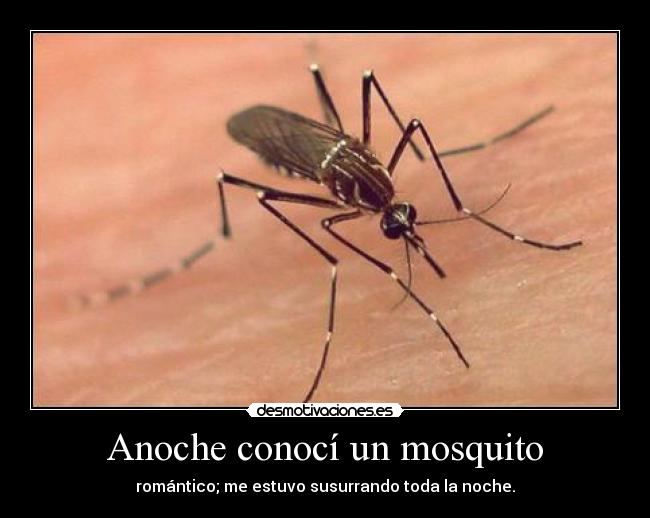 Anoche conocí un mosquito - romántico; me estuvo susurrando toda la noche.