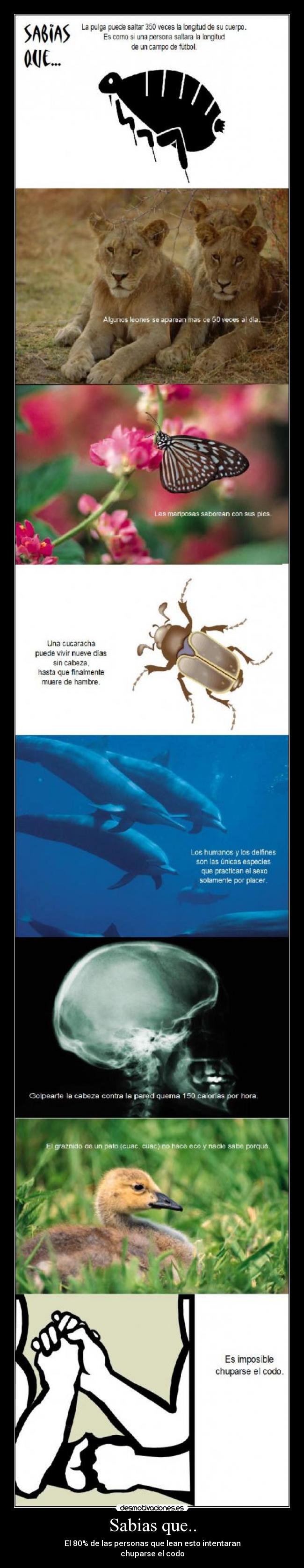 Sabias que.. - El 80% de las personas que lean esto intentaran
chuparse el codo