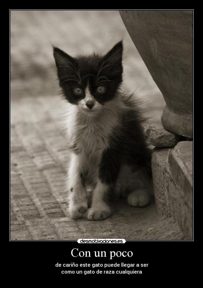 carteles gato abandonado poco poco principal cualquiera raza desmotivaciones