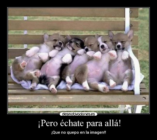 carteles perros desmotivaciones