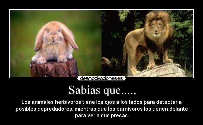 Sabias que..... - Los animales herbívoros tiene los ojos a los lados para detectar a
posibles depredadores, mientras que los carnívoros los tienen delante
para ver a sus presas.