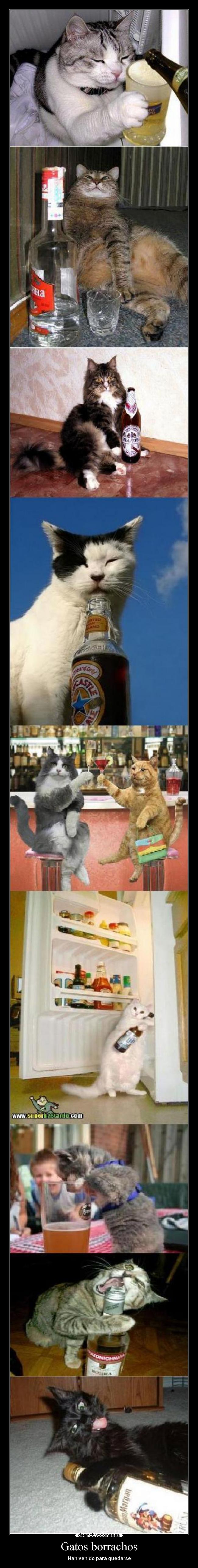 Gatos borrachos - Han venido para quedarse