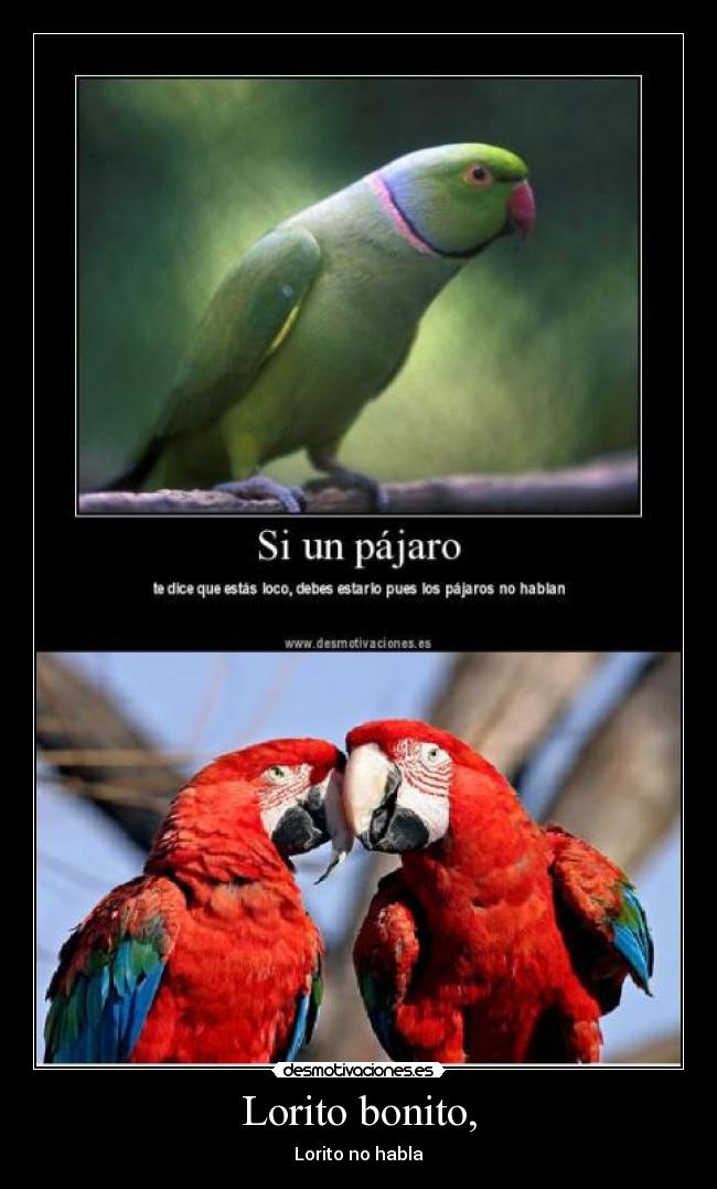 Lorito bonito, - Lorito no habla