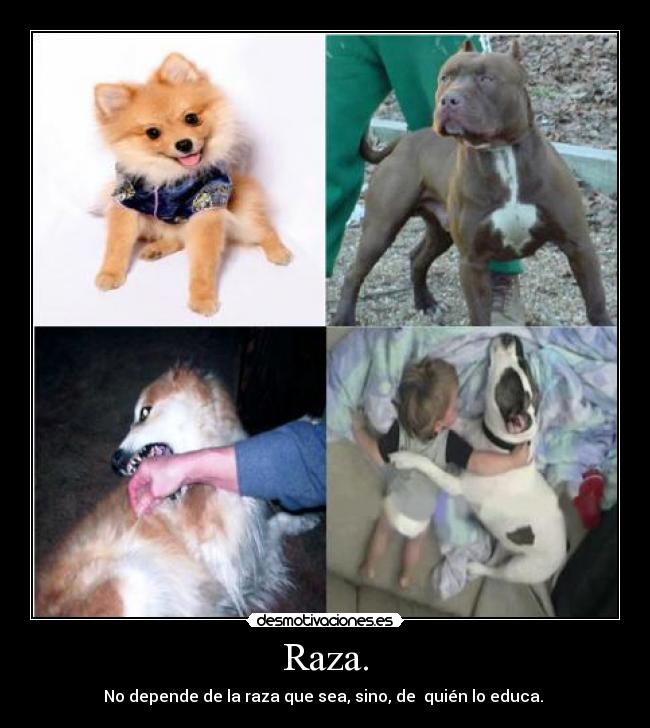 Raza. - 