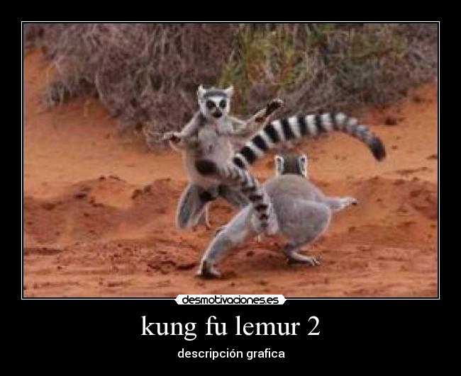 kung fu lemur 2 - 