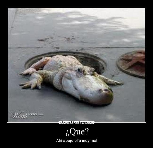¿Que? -