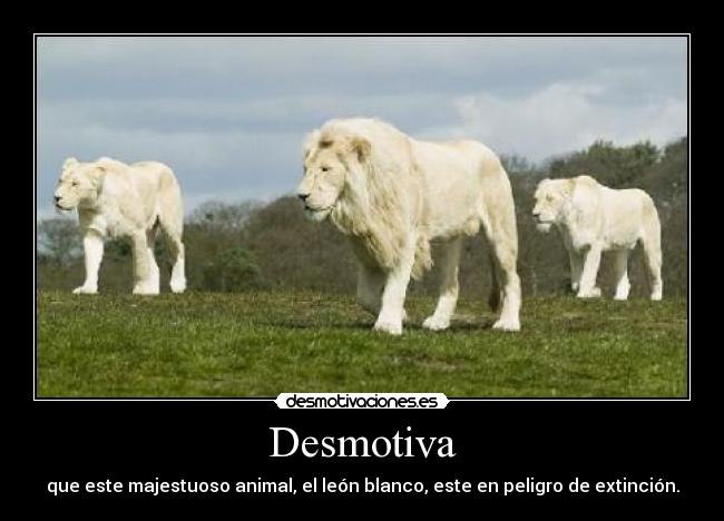 EL LEON ESTA EN PELIGRO DE EXTINCION el leon esta en peligro de extincion: