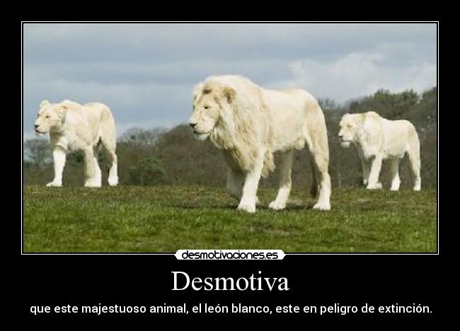 Desmotiva - que este majestuoso animal, el león blanco, este en peligro de extinción.