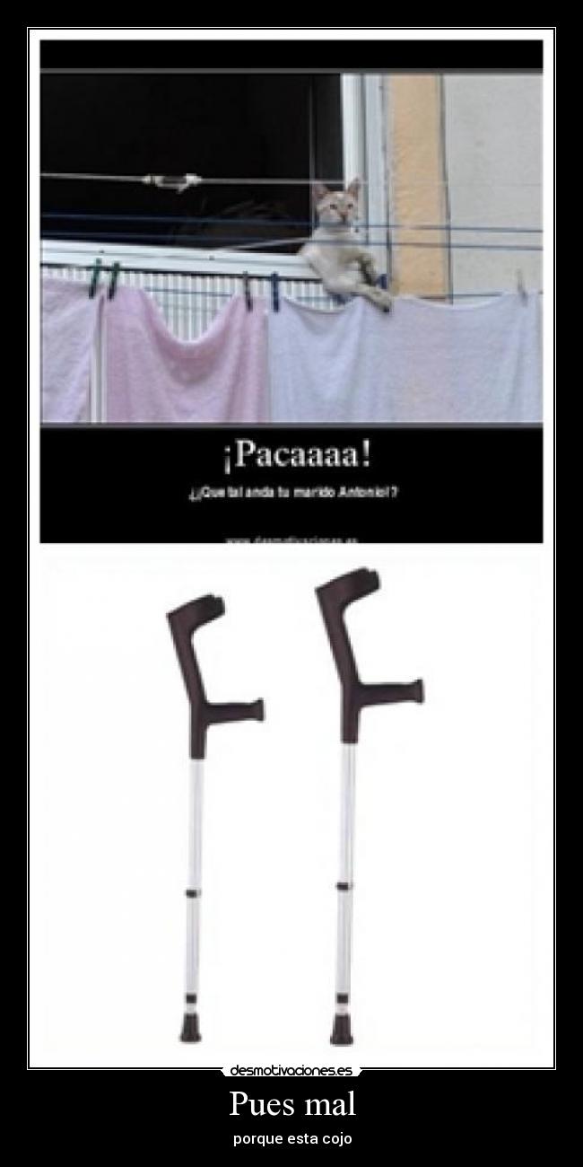 Pues mal - porque esta cojo