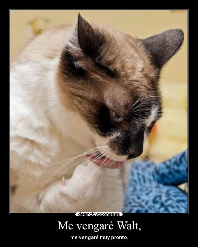 Me vengaré Walt, -