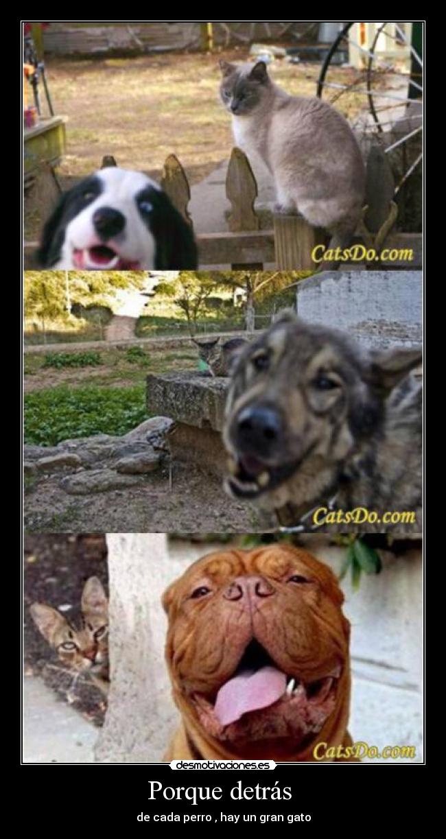 Porque detrás - de cada perro , hay un gran gato
