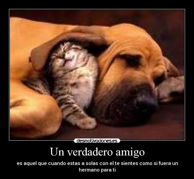 Un verdadero amigo - es aquel que cuando estas a solas con el te sientes como si fuera un hermano para ti