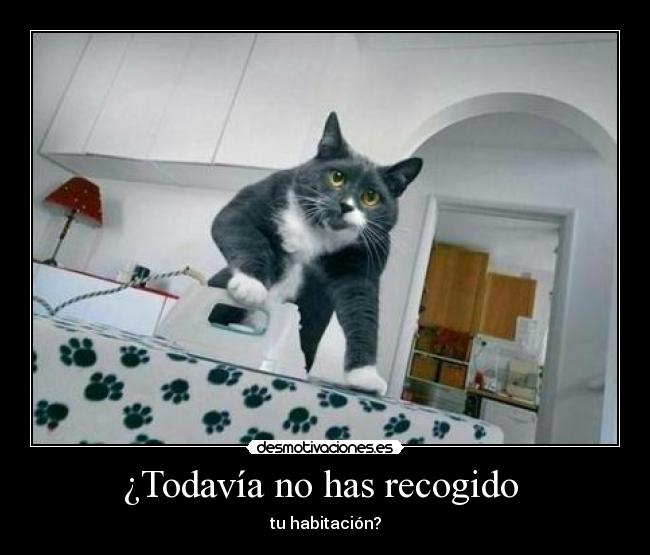 ¿Todavía no has recogido -