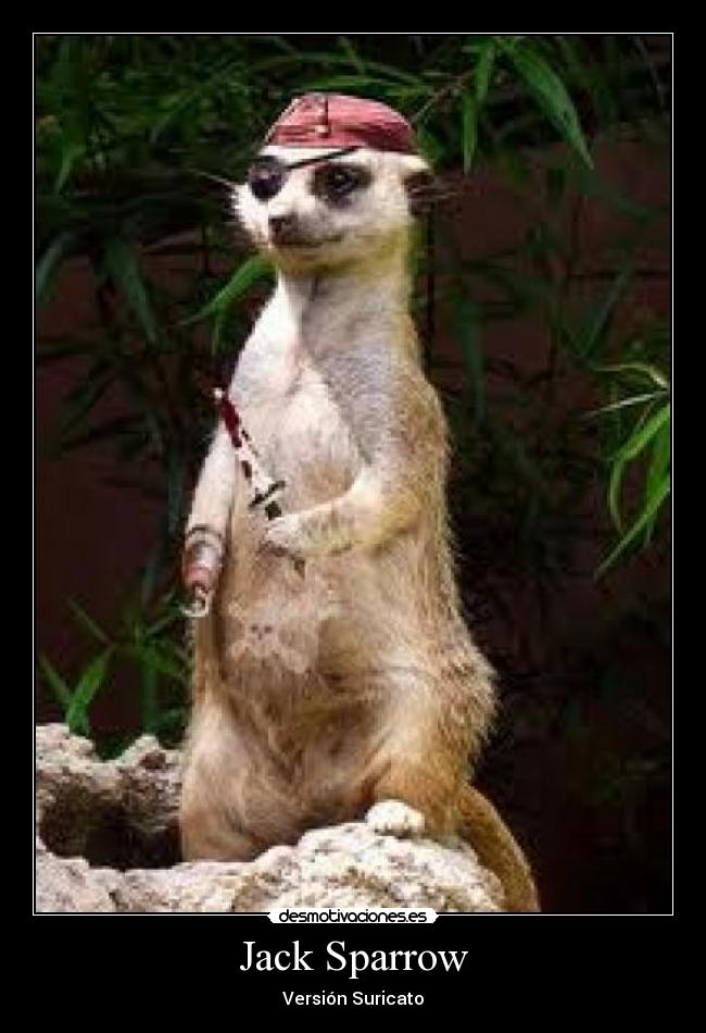carteles suricato desmotivaciones
