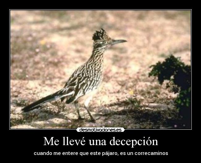 Me llevé una decepción - cuando me entere que este pájaro, es un correcaminos