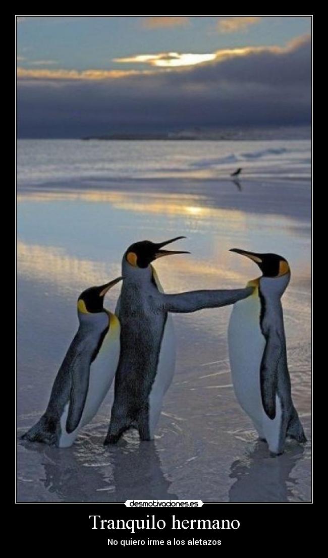 Tranquilo hermano - No quiero irme a los aletazos