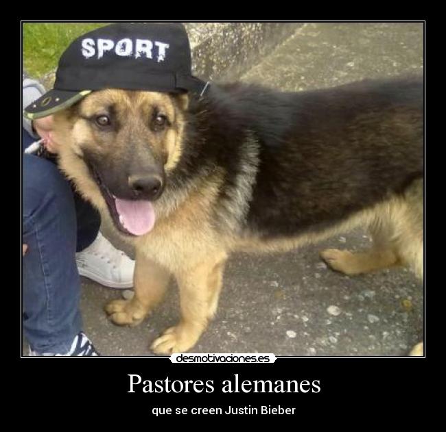 Pastores alemanes - que se creen Justin Bieber