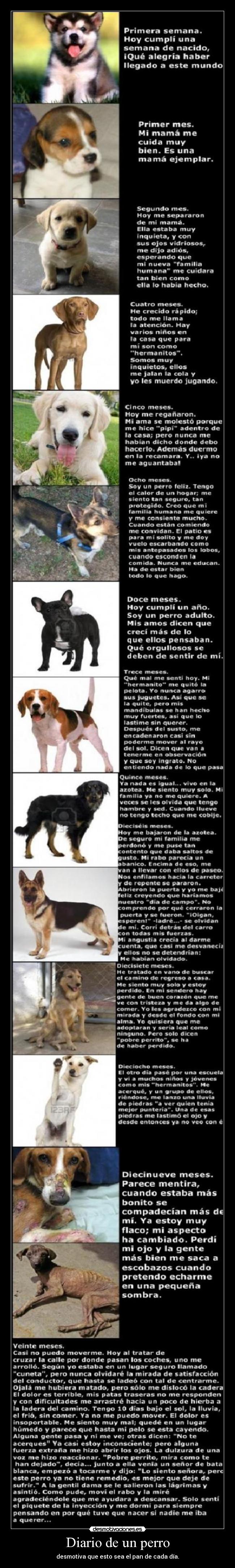 Diario de un perro - desmotiva que esto sea el pan de cada día.