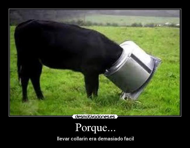 Porque... -