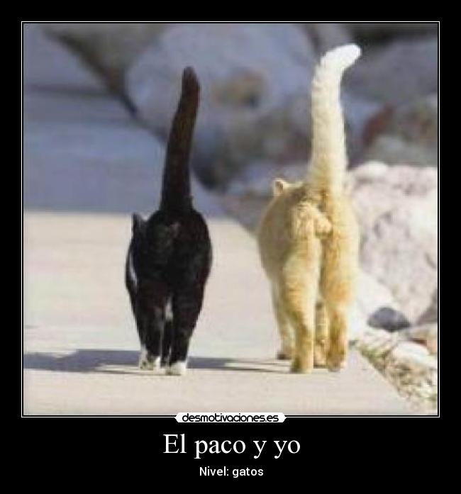 El paco y yo - Nivel: gatos