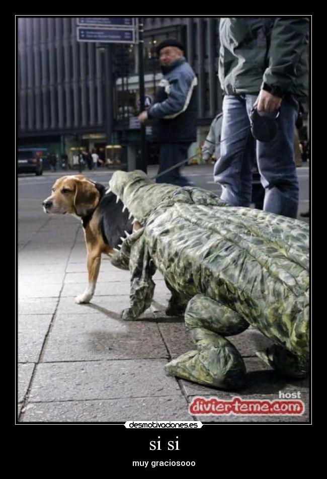 si si - muy graciosooo