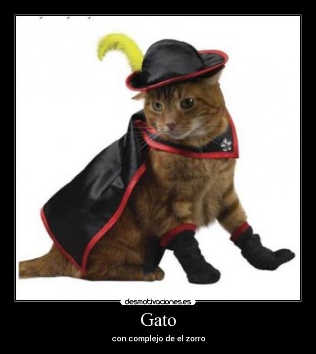 Gato - 