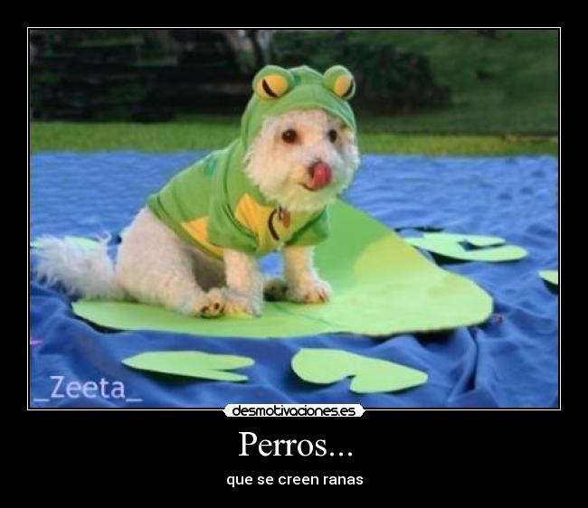 Perros... - que se creen ranas