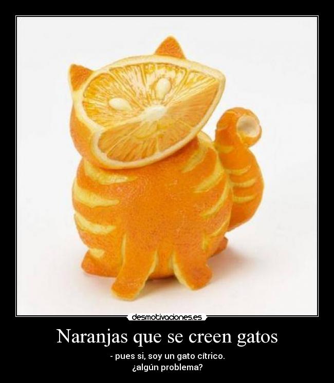 Naranjas que se creen gatos - - pues si, soy un gato cítrico.
¿algún problema?