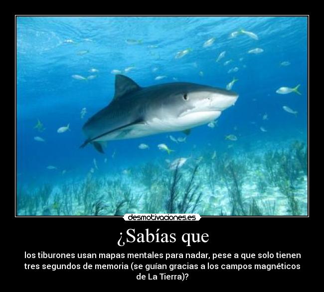 ¿Sabías que - los tiburones usan mapas mentales para nadar, pese a que solo tienen
tres segundos de memoria (se guían gracias a los campos magnéticos
de La Tierra)?
