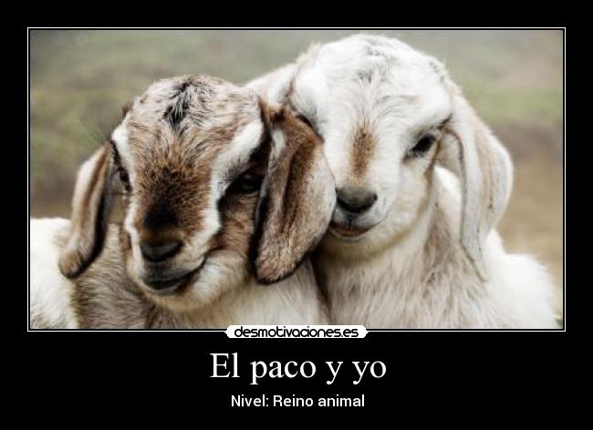El paco y yo - Nivel: Reino animal