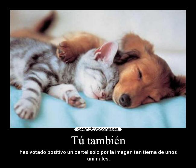 carteles votar positivo cartel tierna imagen animales perro gato desmotivaciones