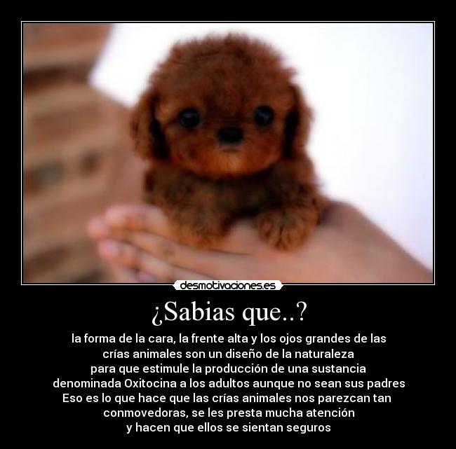 ¿Sabias que..? - 