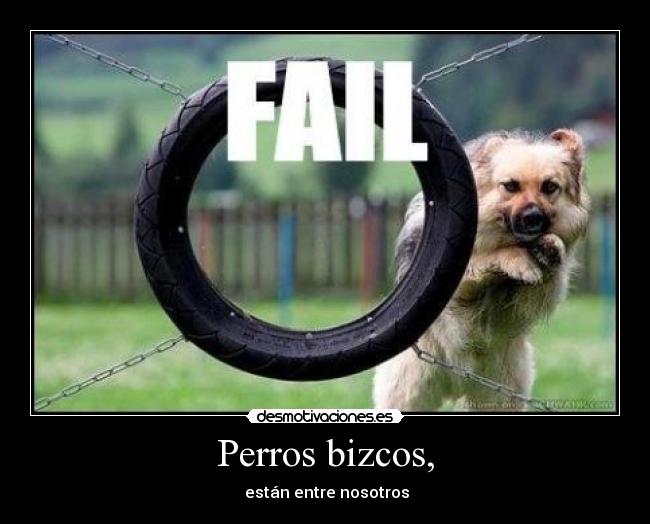 Perros bizcos, - 