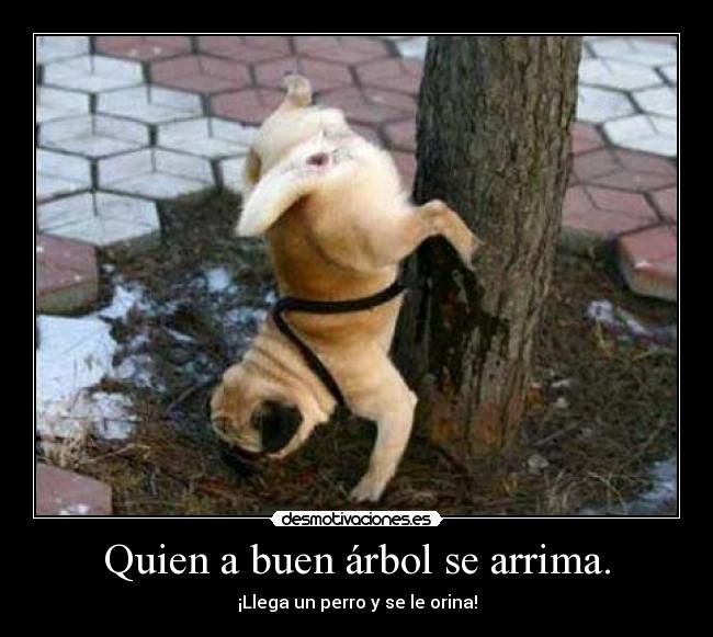 Quien a buen árbol se arrima. -