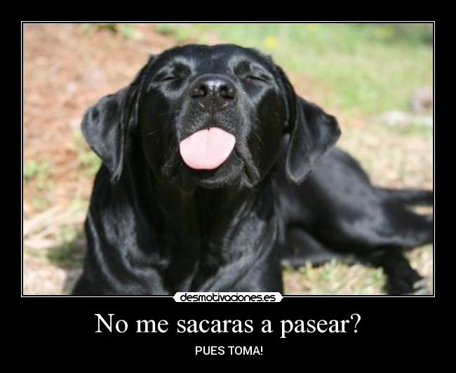 No me sacaras a pasear? - PUES TOMA!